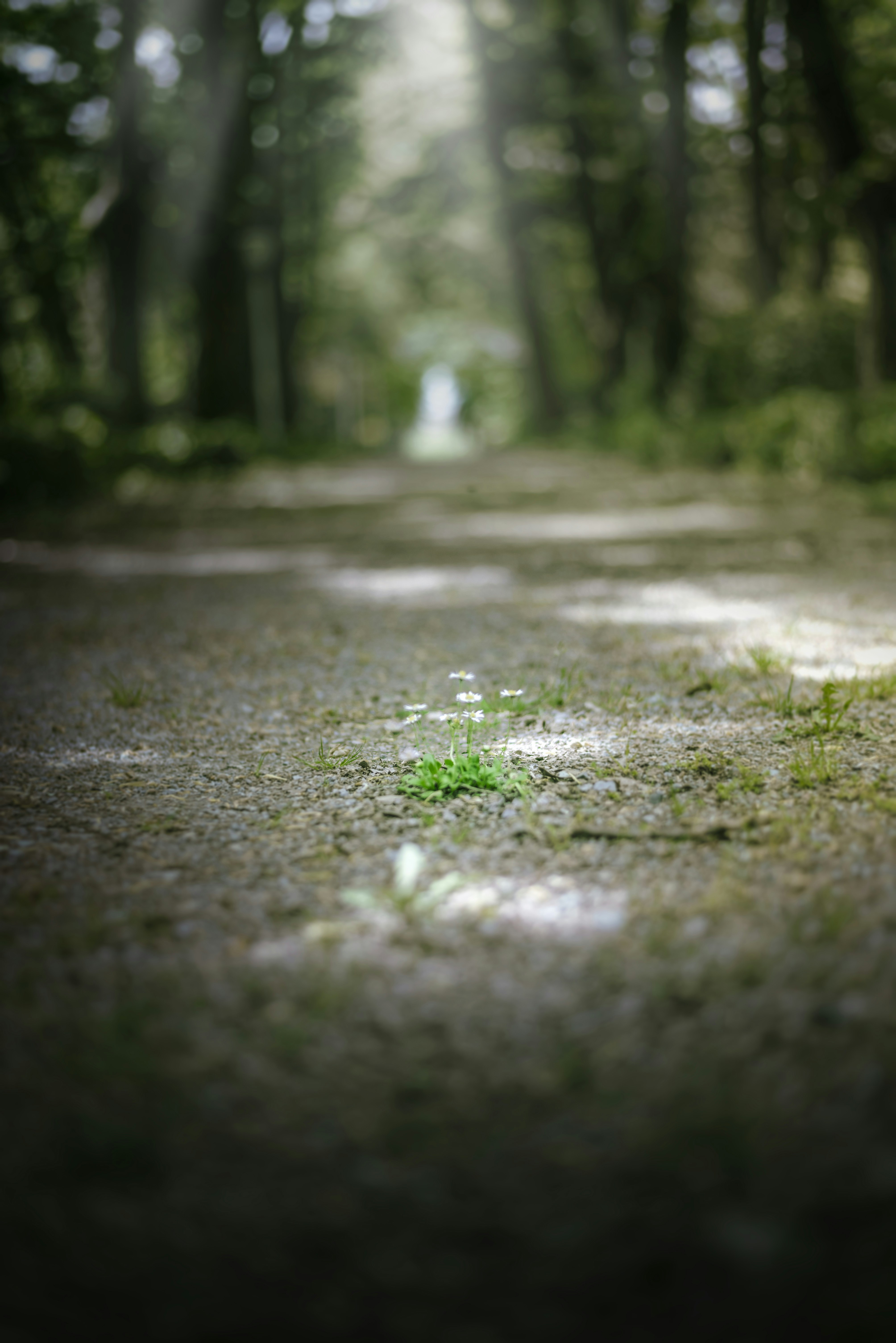 a dirt road in the middle of a forest