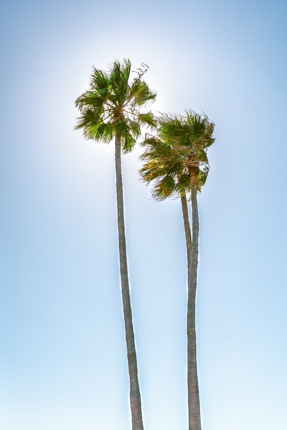 a couple of palm trees standing next to each other