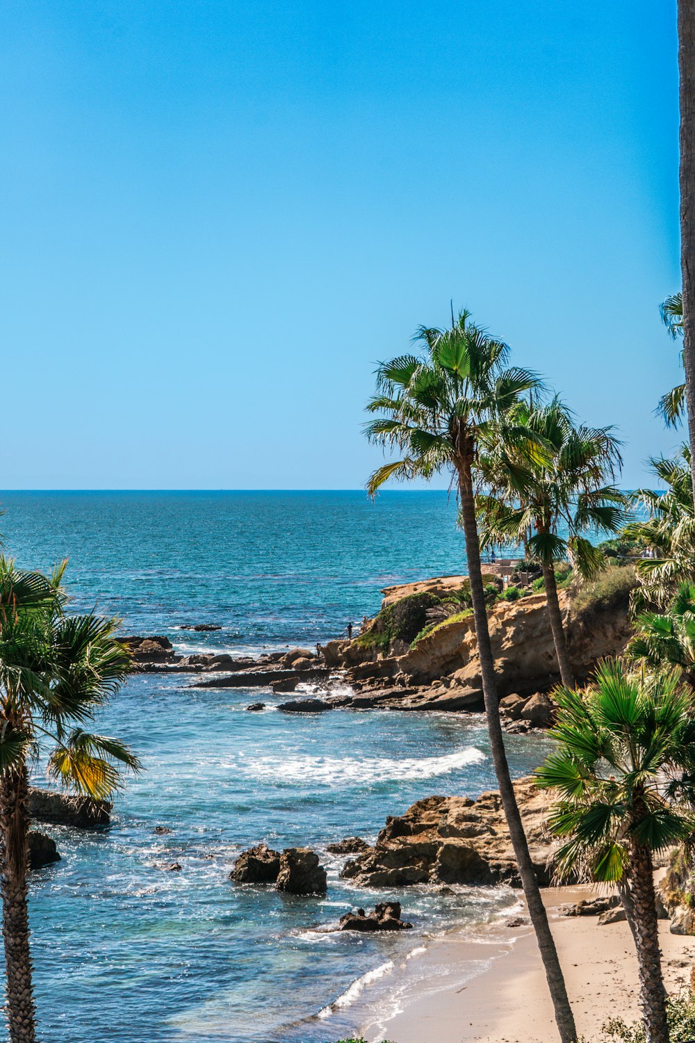 a beach with palm trees and a body of water