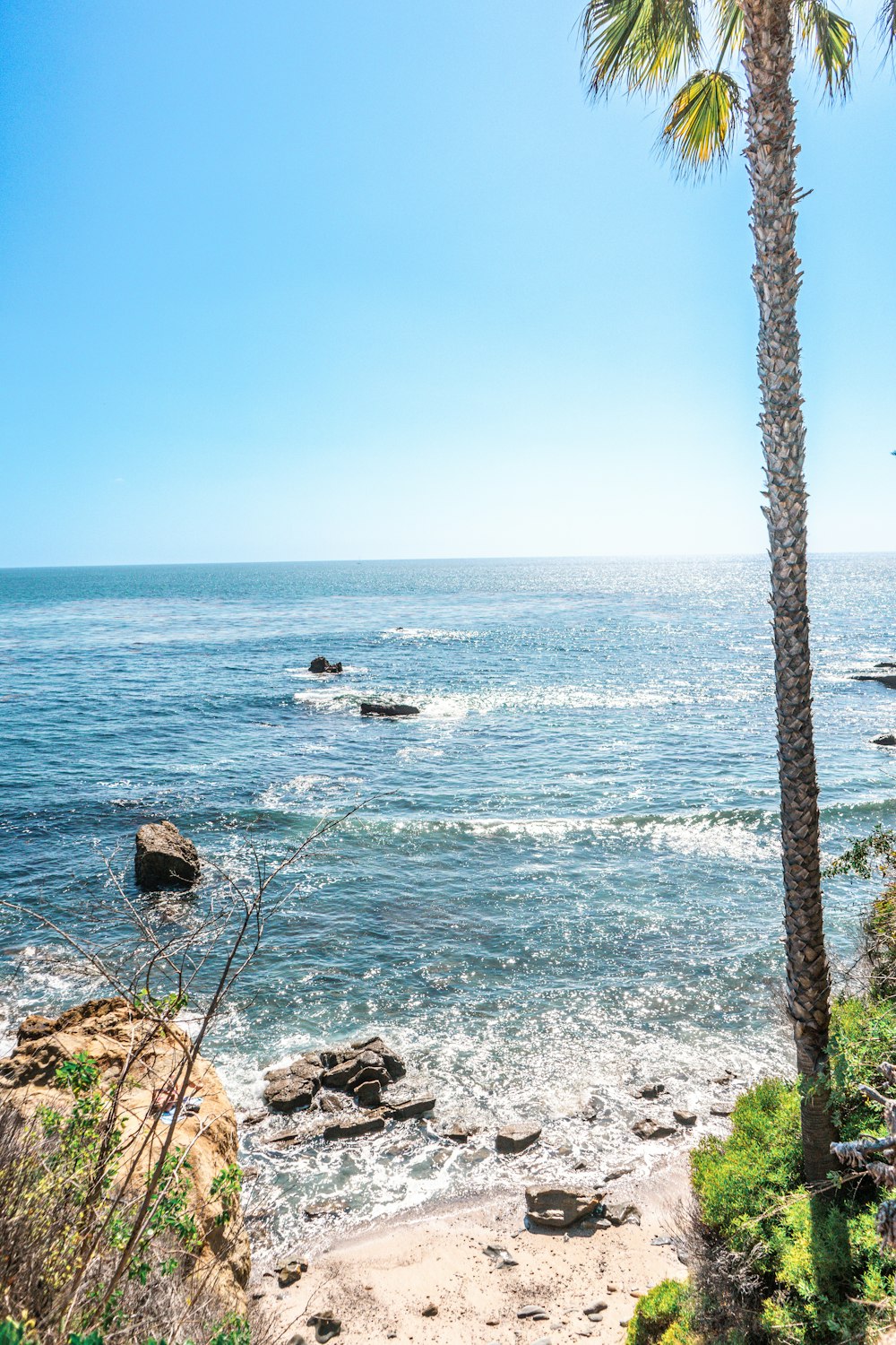 a view of a beach with a palm tree in the foreground