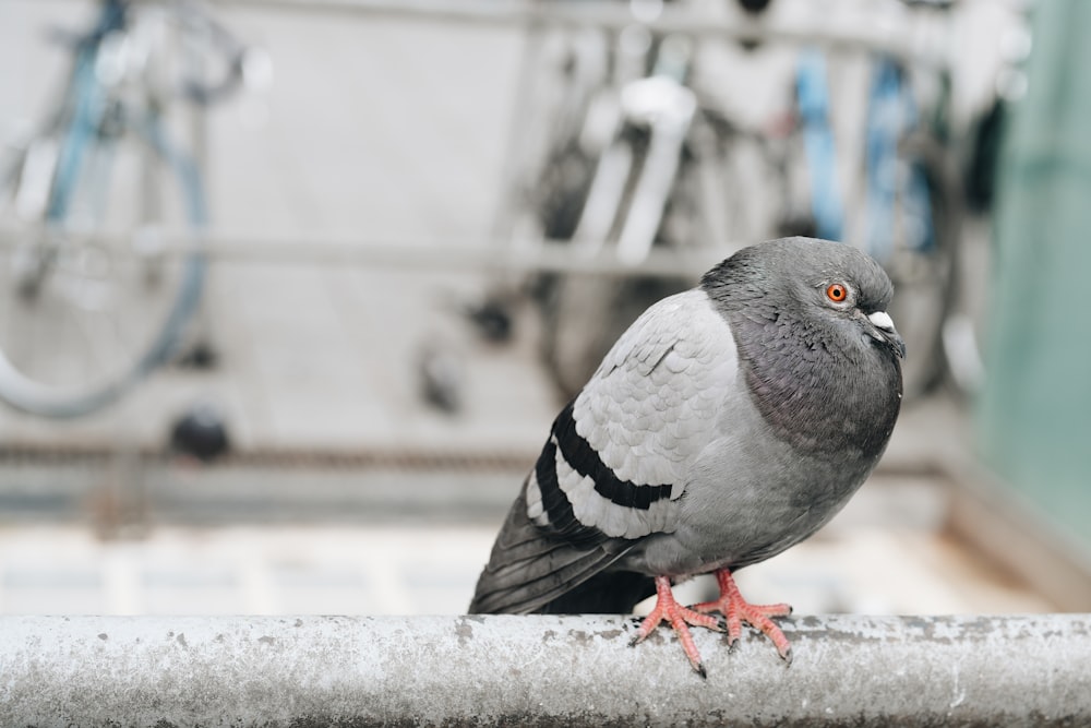a pigeon sitting on a ledge next to a bike rack