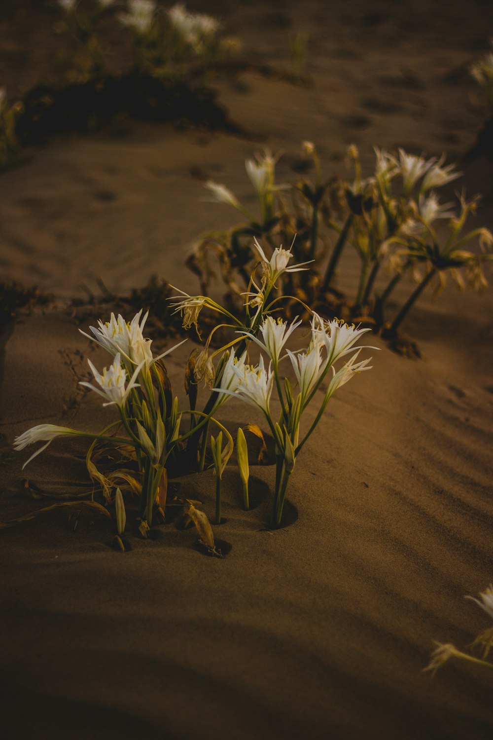 a group of white flowers growing out of the sand