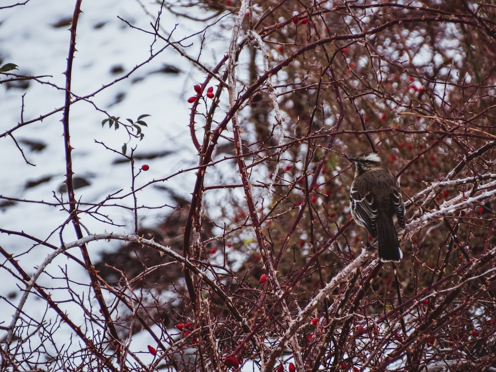 a bird sitting on a branch in a tree