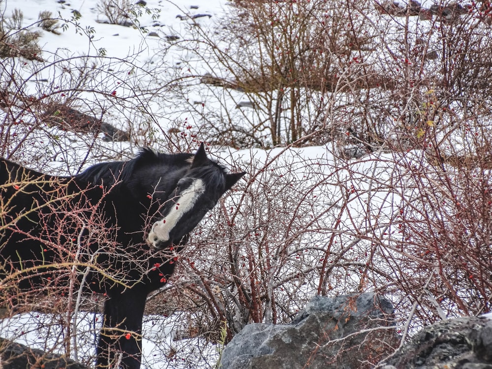 ein schwarz-weißes Pferd, das in einem verschneiten Feld steht