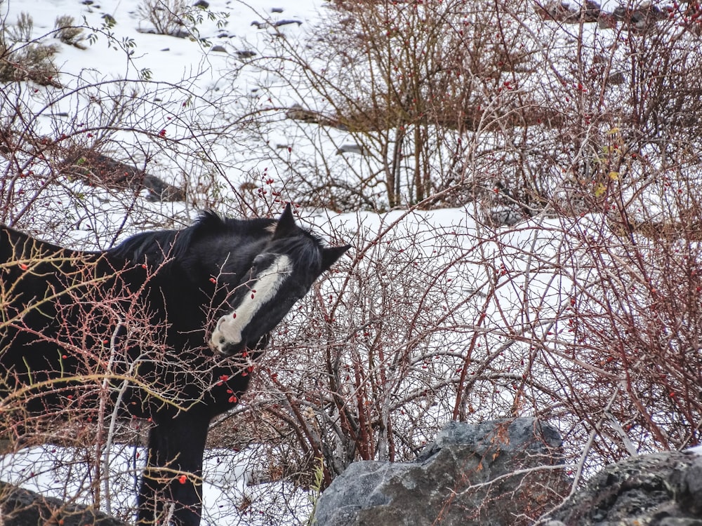 a black and white horse standing in a snowy field