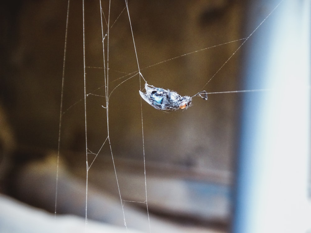 a close up of a spider's web on a window