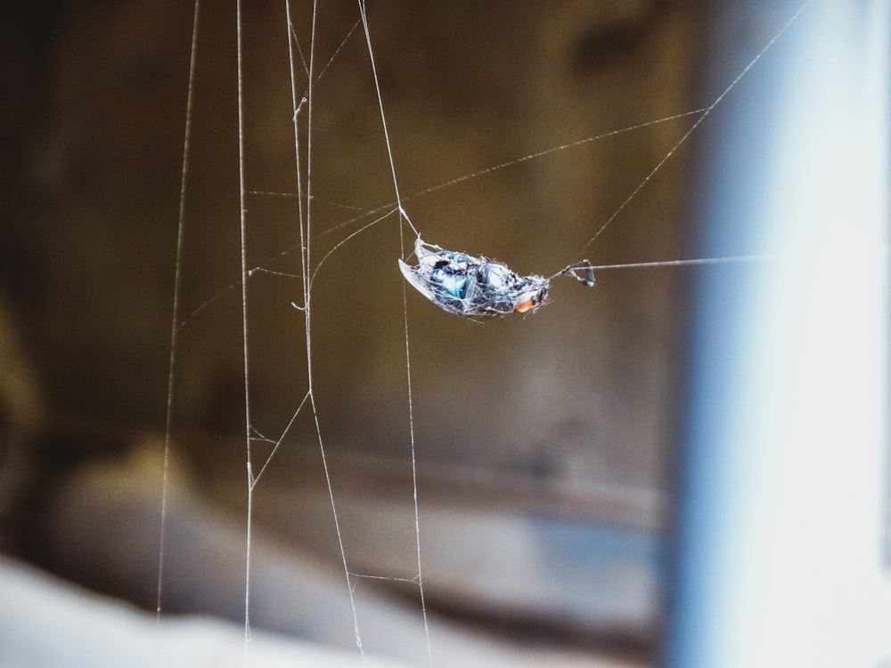 Un primer plano de una tela de araña en una ventana