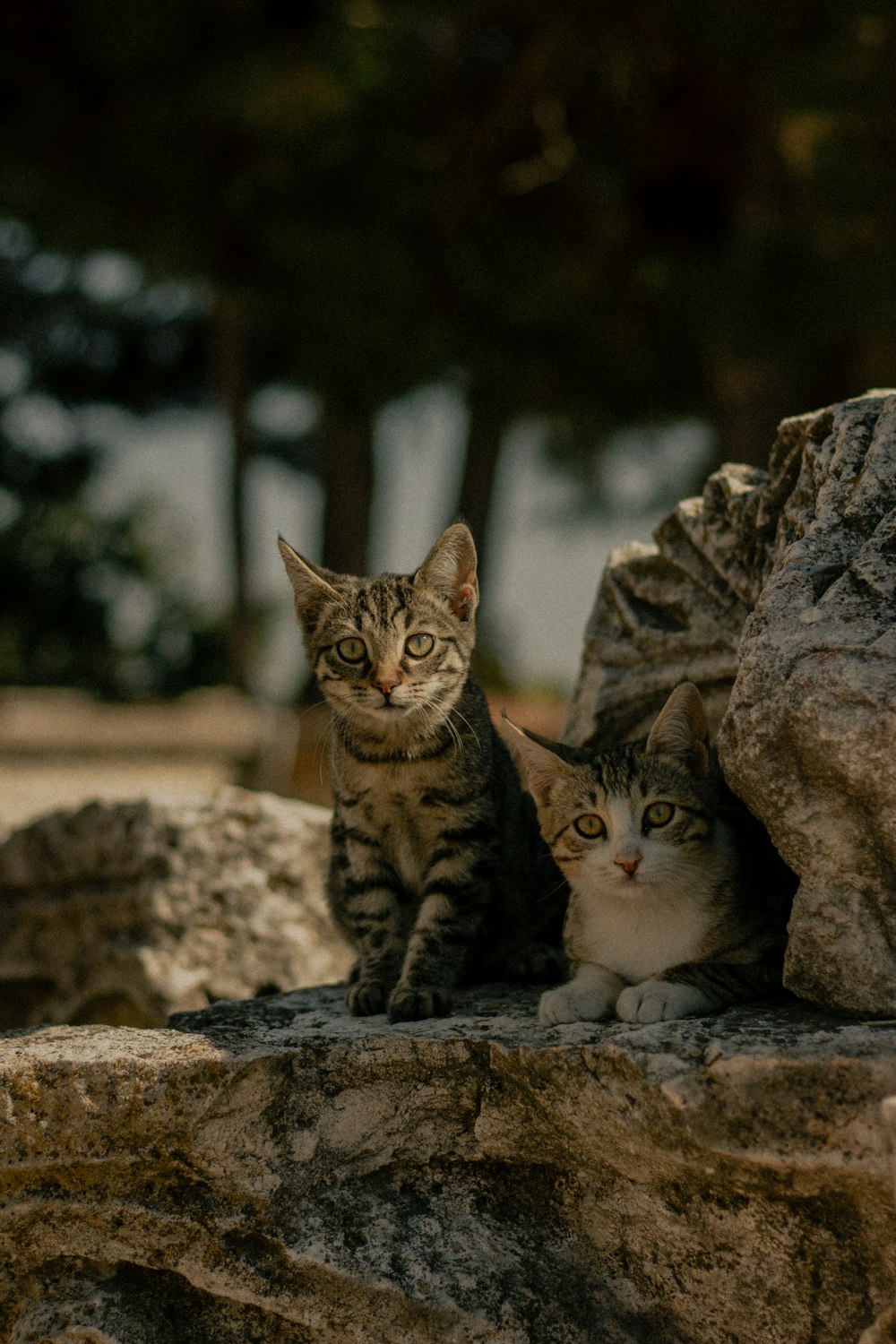 a couple of cats sitting on top of a rock