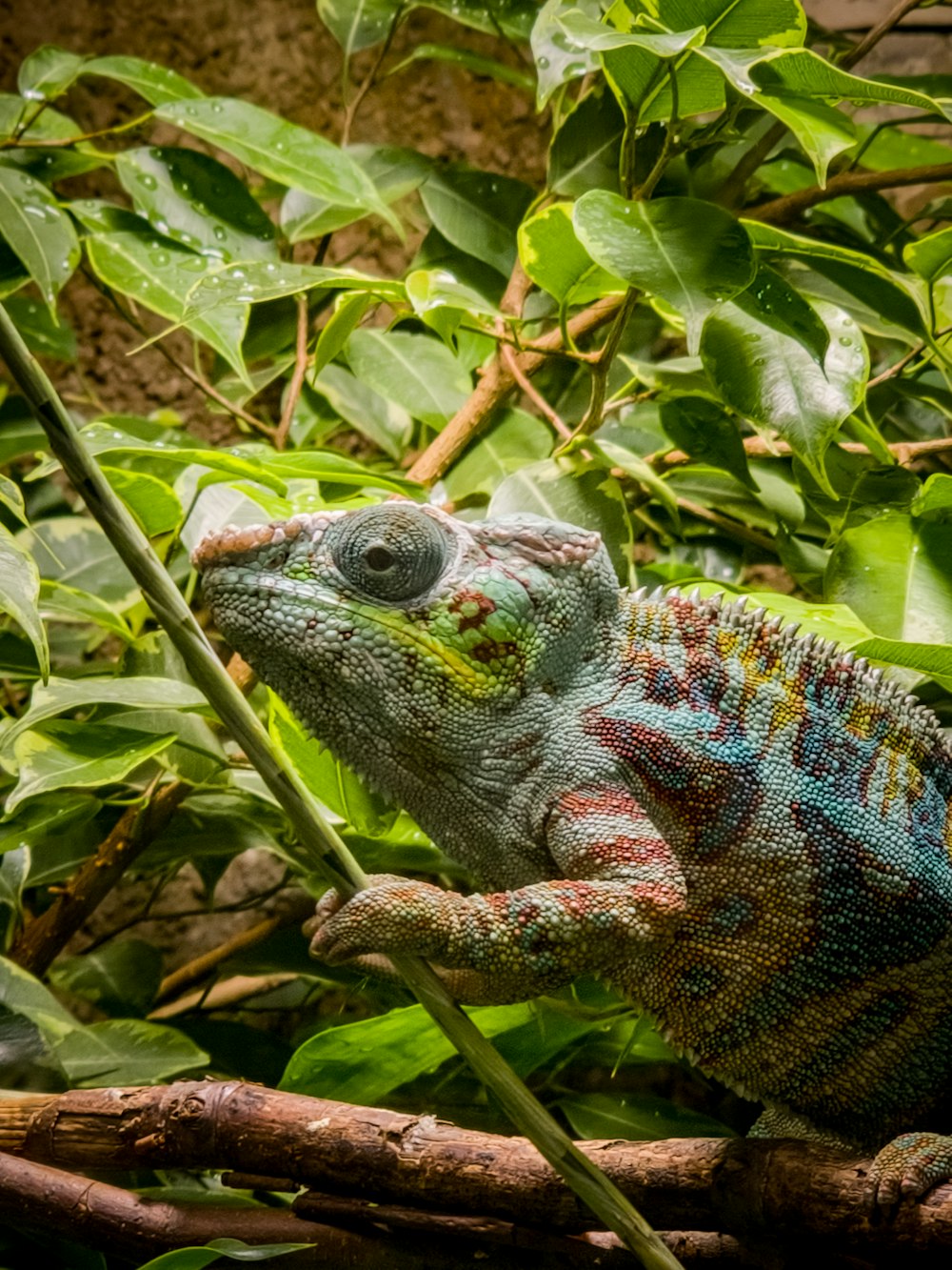 a colorful chamelon sitting on a branch in the jungle