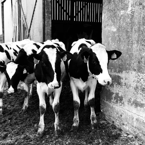 A group of Holstein cows standing at the entrance of a barn. Their distinctive black and white markings are visible, and they have ear tags. The barn has wooden doors and a weathered appearance. The ground is muddy, suggesting a rural or farm setting.