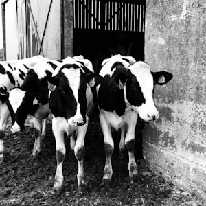 A group of Holstein cows standing at the entrance of a barn. Their distinctive black and white markings are visible, and they have ear tags. The barn has wooden doors and a weathered appearance. The ground is muddy, suggesting a rural or farm setting.