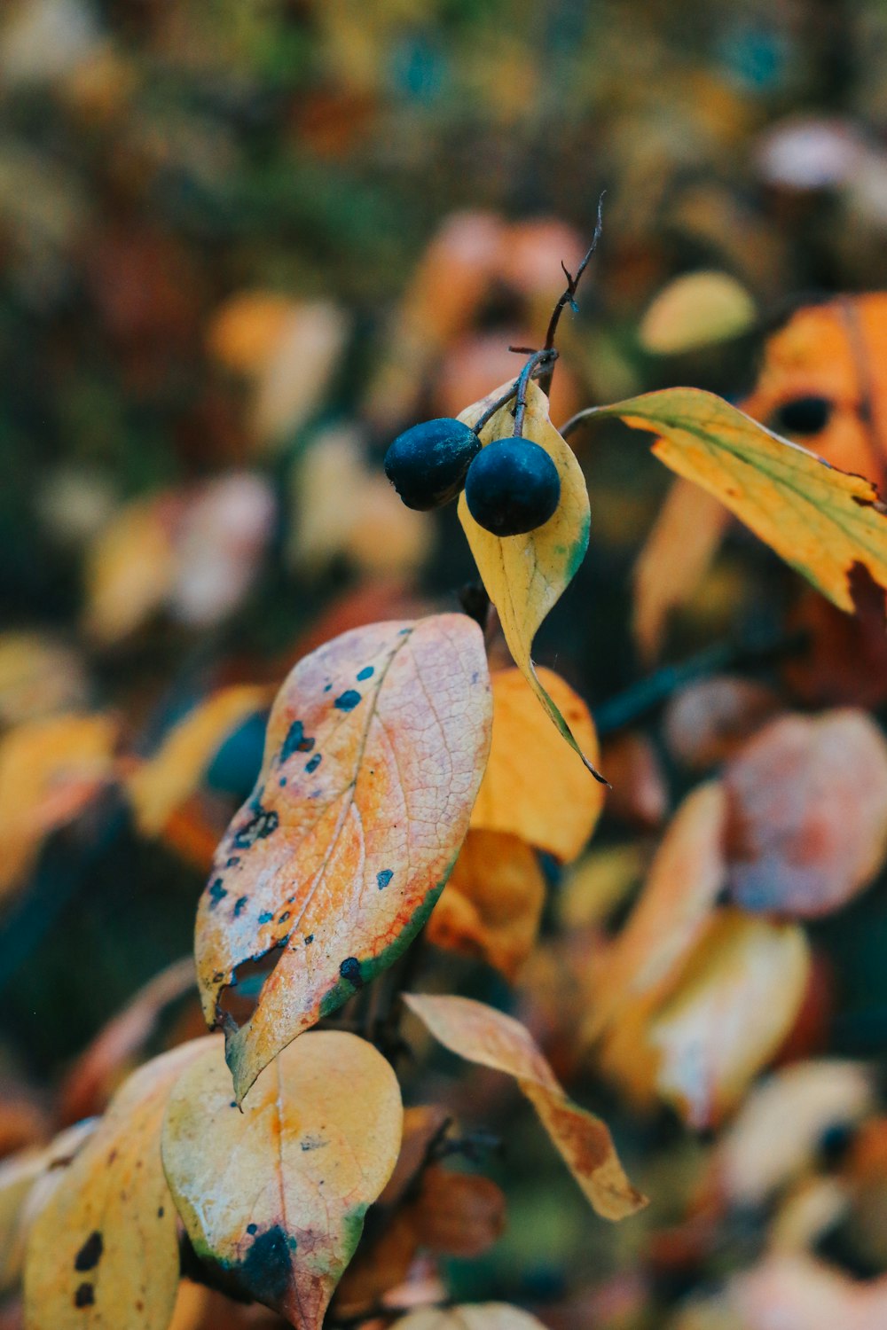 a close up of leaves and berries on a tree