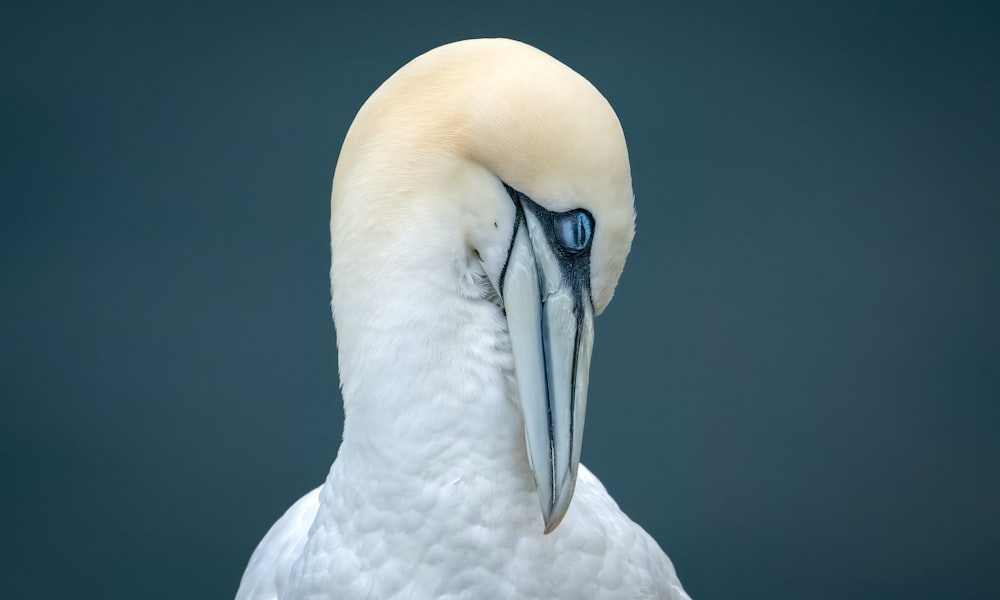 a close up of a white bird with a black beak