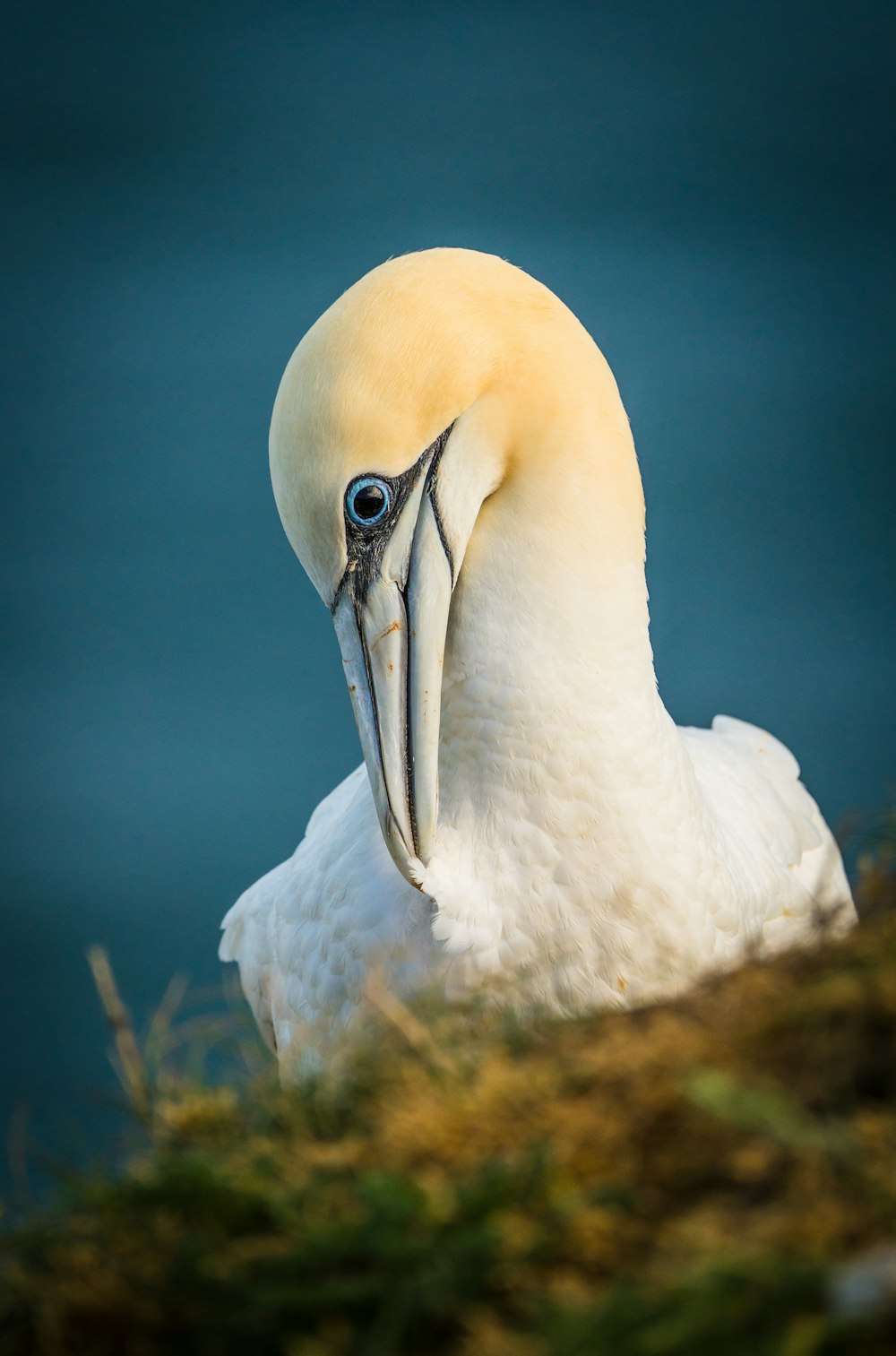 a large white bird with a long beak