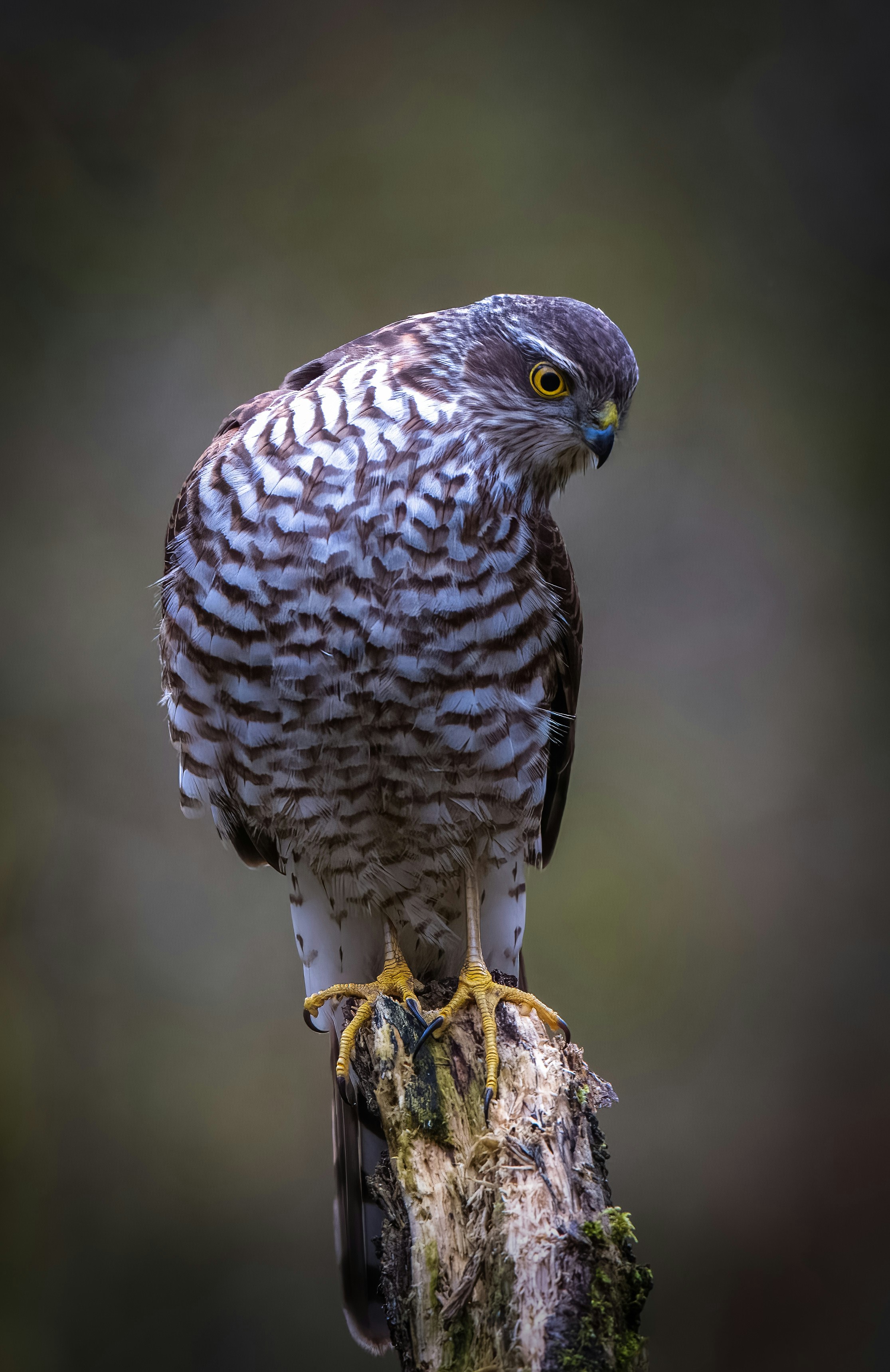 Sparrowhawk