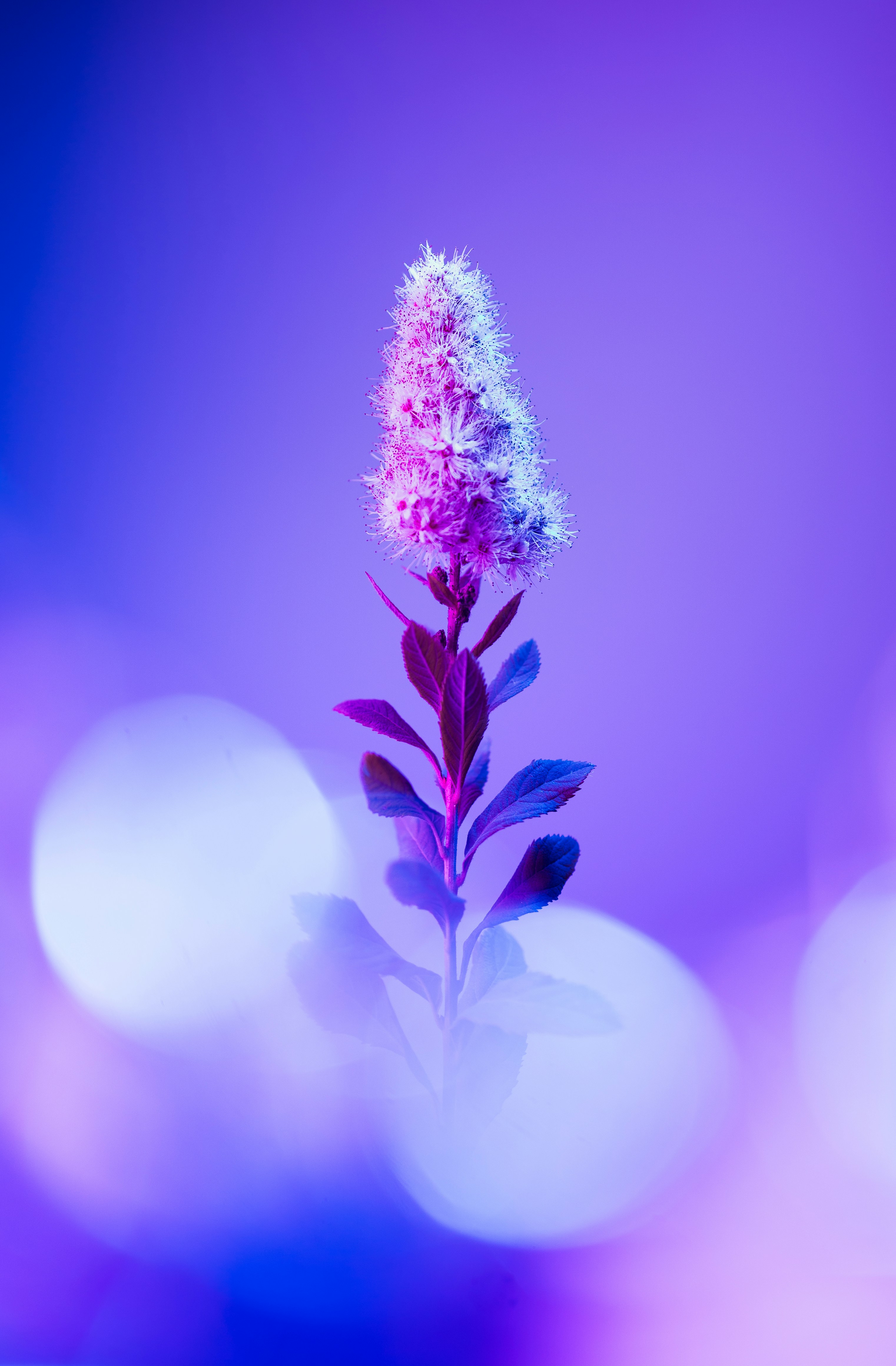 A purple flower with a blurry background photo – Free Flower Image on  Unsplash, image size:3000x4568