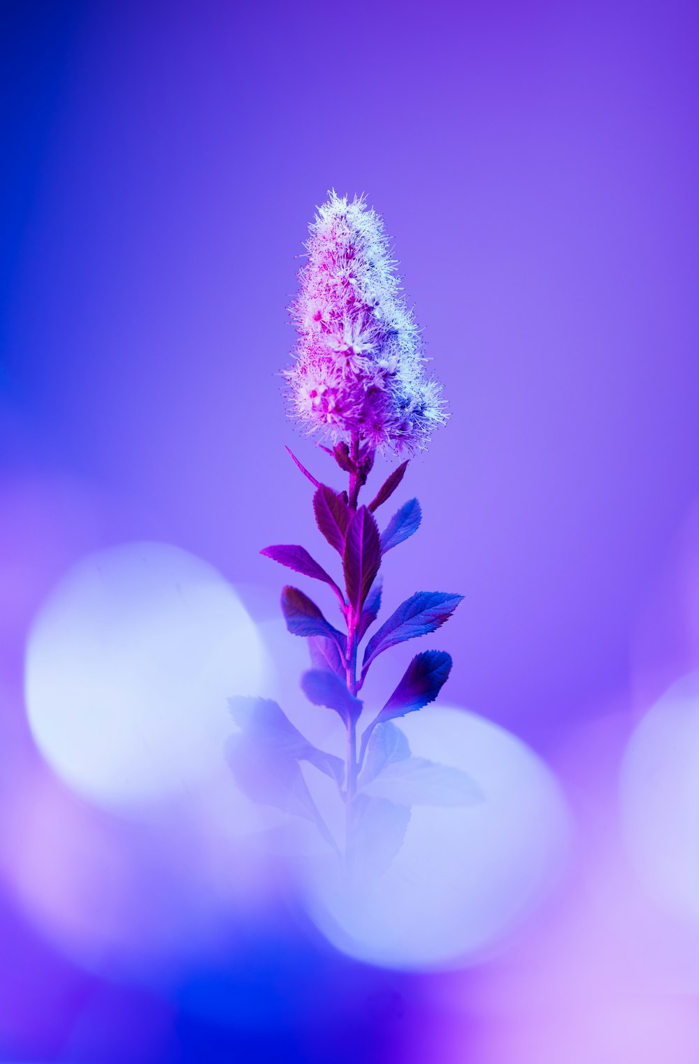 a purple flower with a blurry background