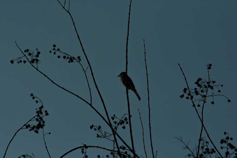 a bird sitting on top of a tree branch