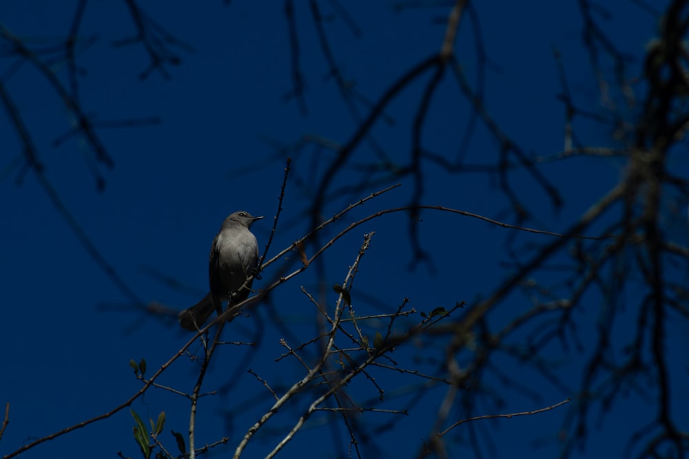Un uccello è seduto su un ramo d'albero