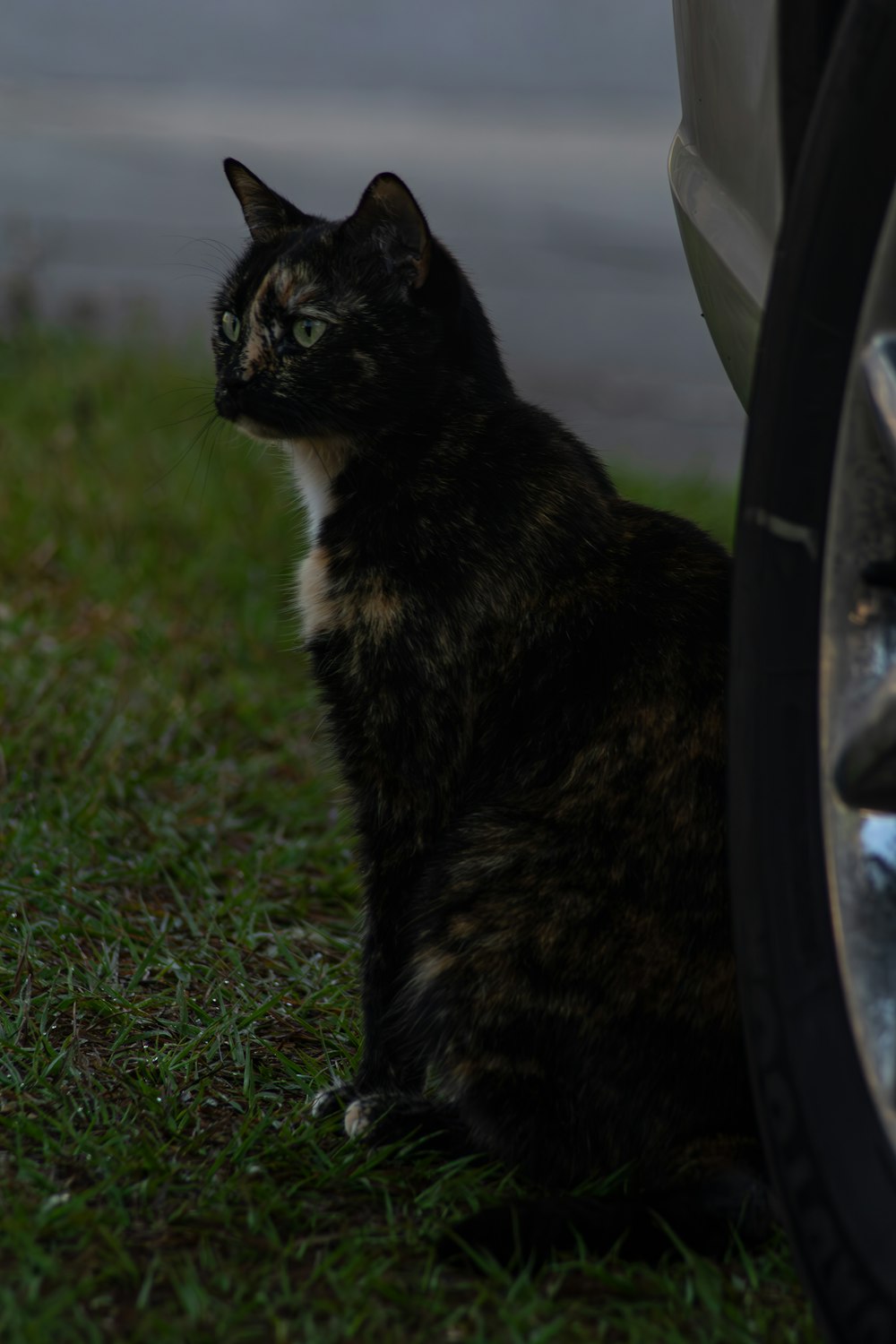 a cat sitting next to a car on the grass