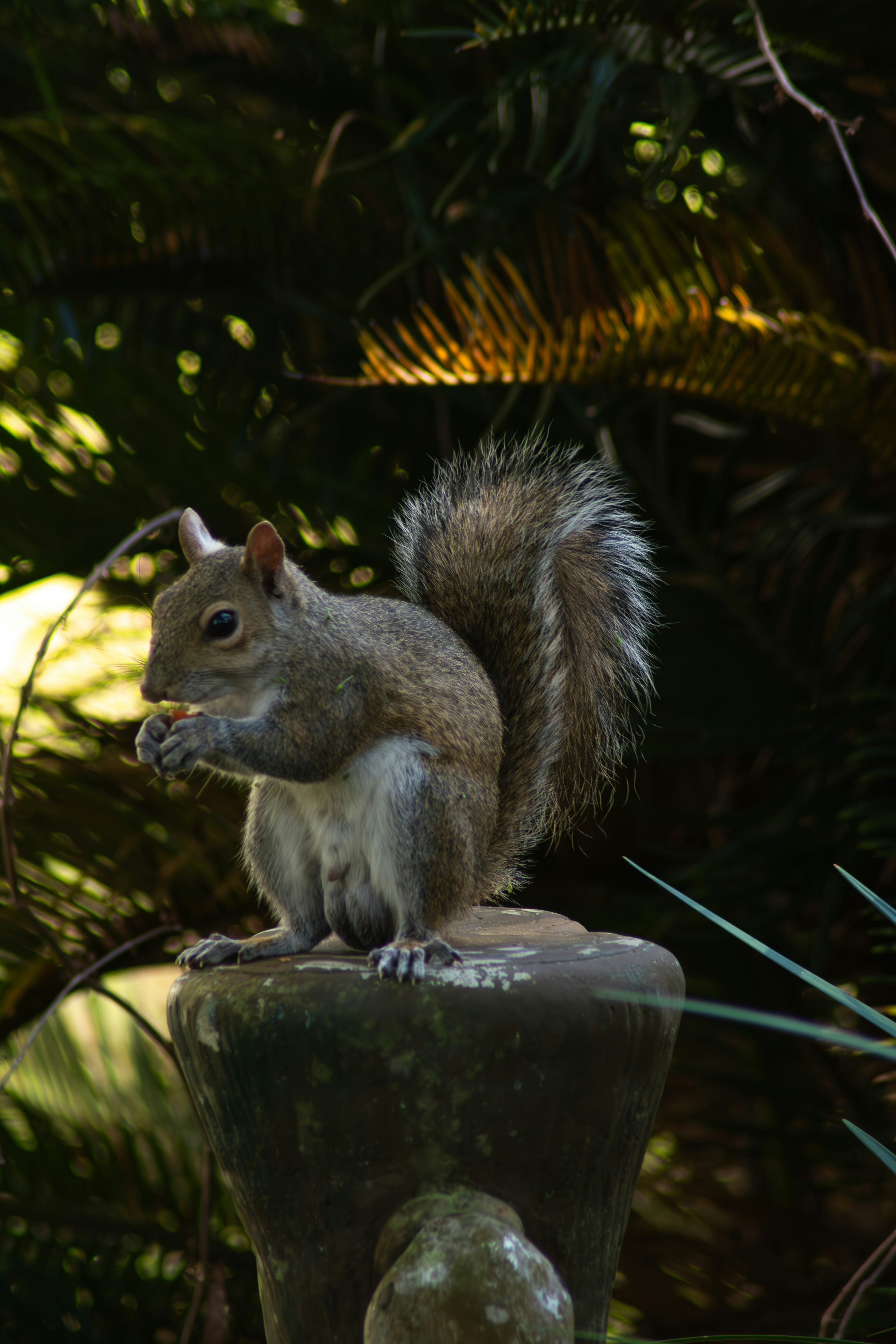 a squirrel sitting on top of a rock