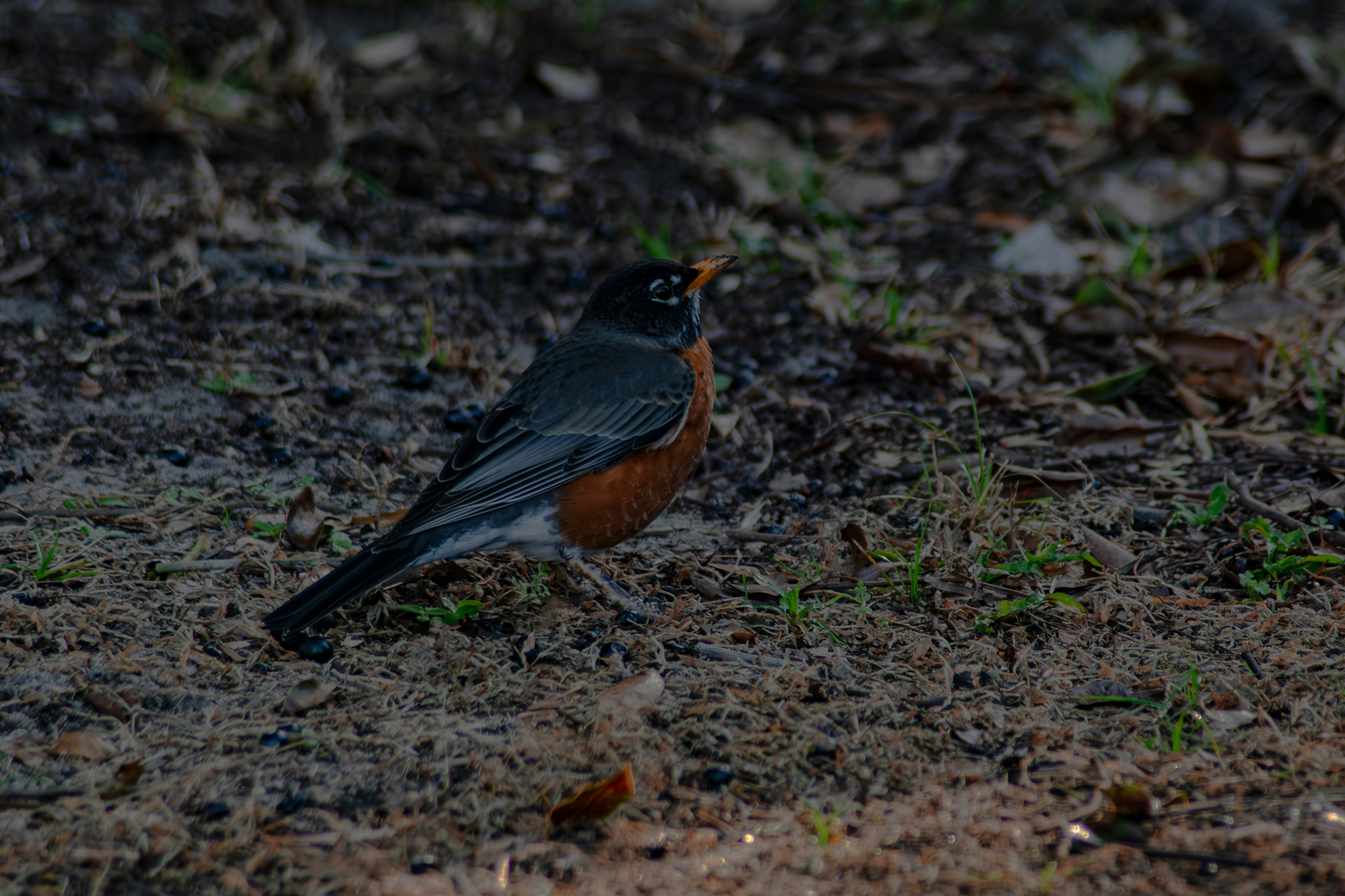 Photo by astro_civil