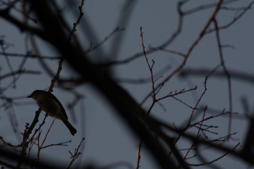 a bird sitting on a branch of a tree