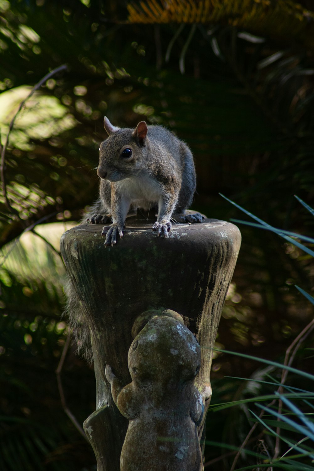 a small squirrel sitting on top of a wooden post