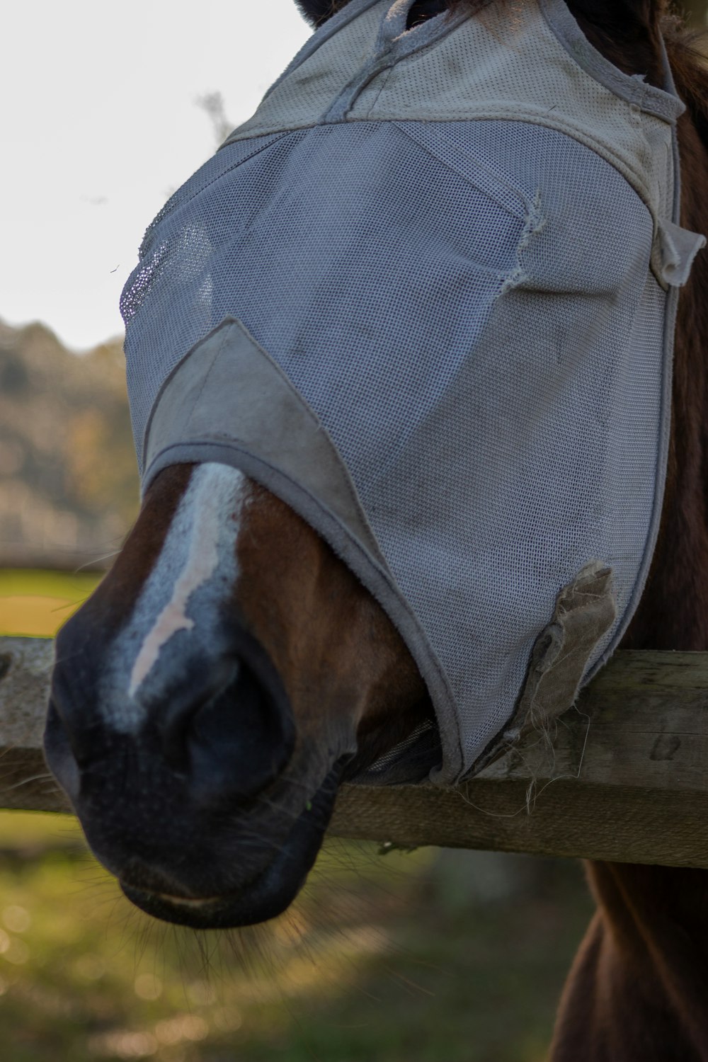 a horse with a blinder on it's head