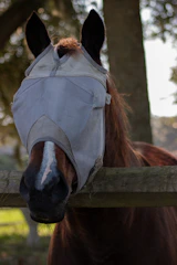 Brightly colored fly sprays and protective sprays displayed outdoors with a horse in the background.
