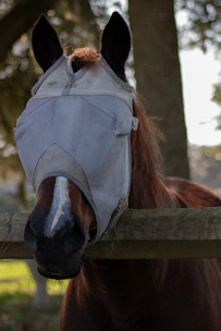 Brightly colored fly sprays and protective sprays displayed outdoors with a horse in the background.