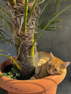 Floppy Orange lounging with a mischievous grin beside a toppled plant pot