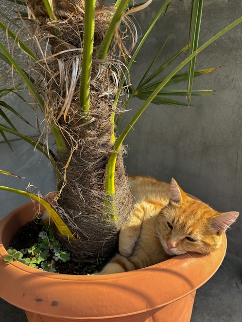 A playful maltipom and an orange cat lounging together in a sunny garden.