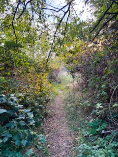 A narrow dirt path winds through dense, lush greenery. Overhanging tree branches create a canopy, with the leaves filtering sunlight. The scene conveys a sense of seclusion and peacefulness, inviting exploration.