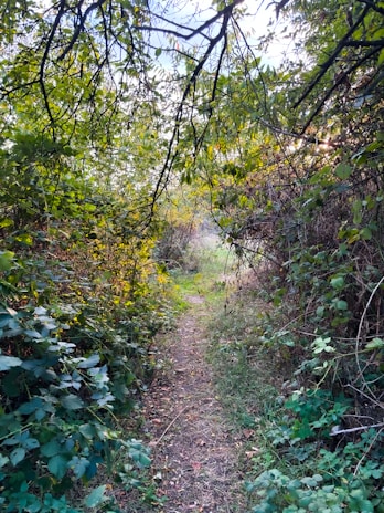 A narrow dirt path winds through dense, lush greenery. Overhanging tree branches create a canopy, with the leaves filtering sunlight. The scene conveys a sense of seclusion and peacefulness, inviting exploration.