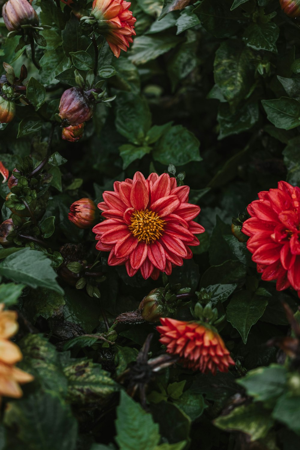 a bunch of red and yellow flowers in a garden