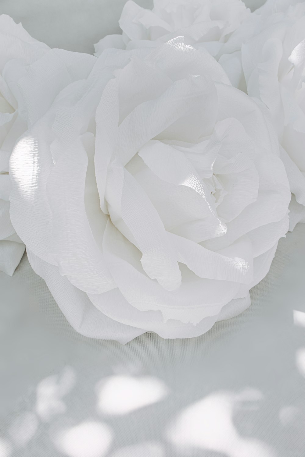 a close up of a white flower on a table