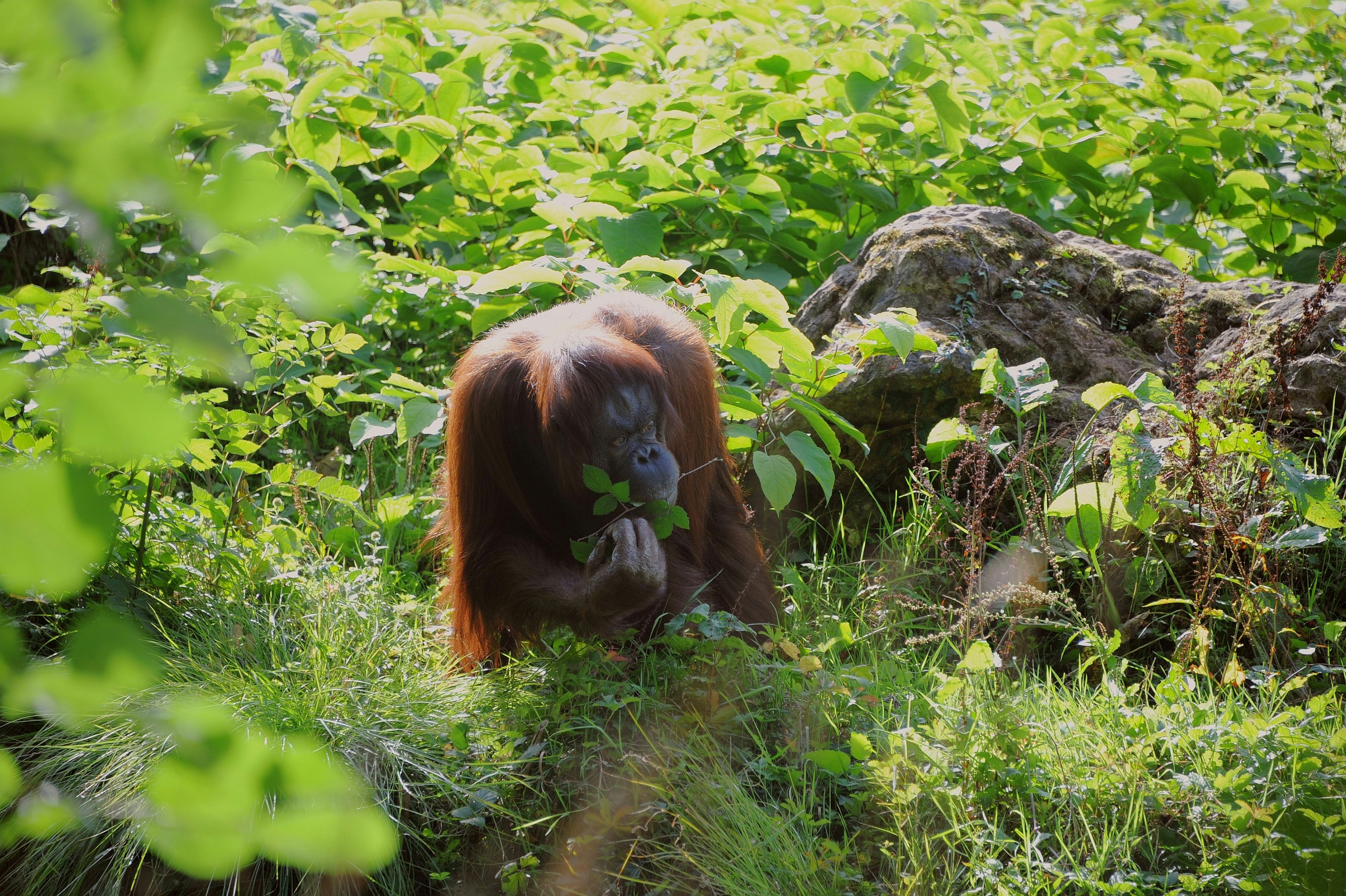 Orangutan
