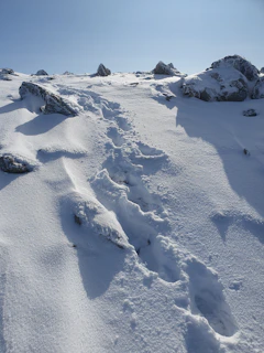 Footprints on a rocky trail that winds through vibrant green fields.