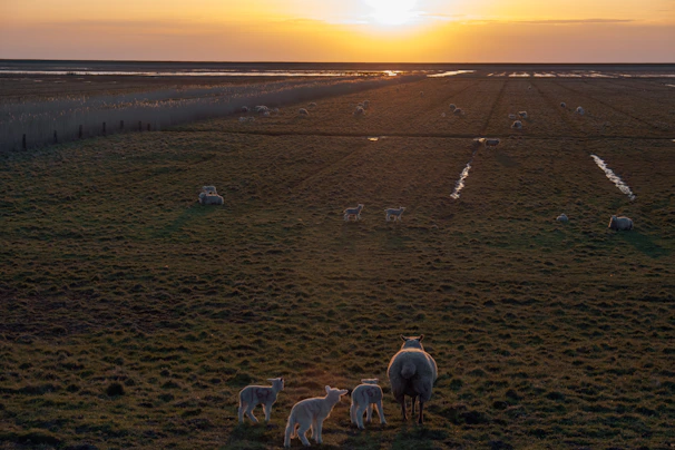 Pasture with healthy lambs grazing under a golden sunset, showcasing natural care