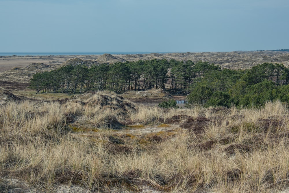 a grassy field with trees in the distance