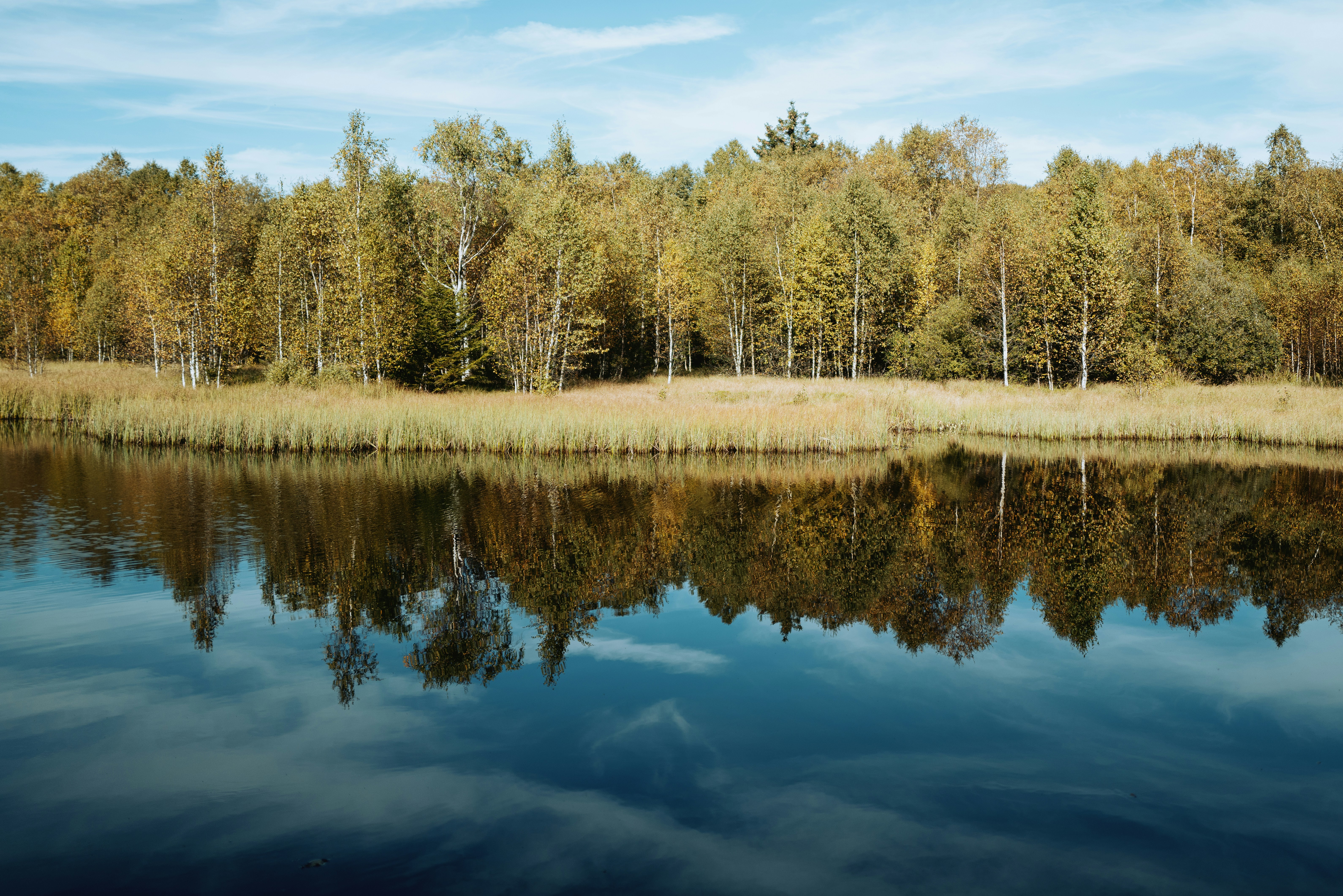 a body of water surrounded by trees and grass