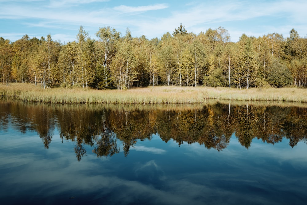 a body of water surrounded by trees and grass