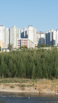 A cluster of modern high-rise apartment buildings stand in the background against a clear blue sky. In the foreground, a dense grove of tall green bamboo provides a natural contrast to the urban skyline. A small river runs along the base, bordered by rocky and grassy banks.