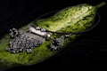 A piece of intricately designed silver jewelry, possibly a necklace, is placed on a large green leaf with variegated patterns. The jewelry features detailed craftsmanship with ornate elements and dangling beads, set against a dark background.