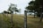 A barbed wire fence stretches across a grassy landscape, with sturdy concrete posts and lush green trees lining the scene. The sky is overcast, offering a muted backdrop to the natural setting.