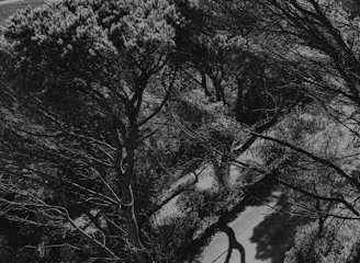 Black and white photo of Brazilian cerrado landscape symbolizing sustainability.
