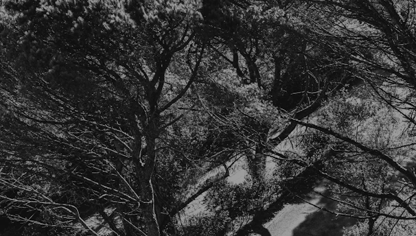 Black and white photo of Brazilian cerrado landscape symbolizing sustainability.