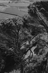 Black and white photo of Brazilian cerrado landscape symbolizing sustainability.