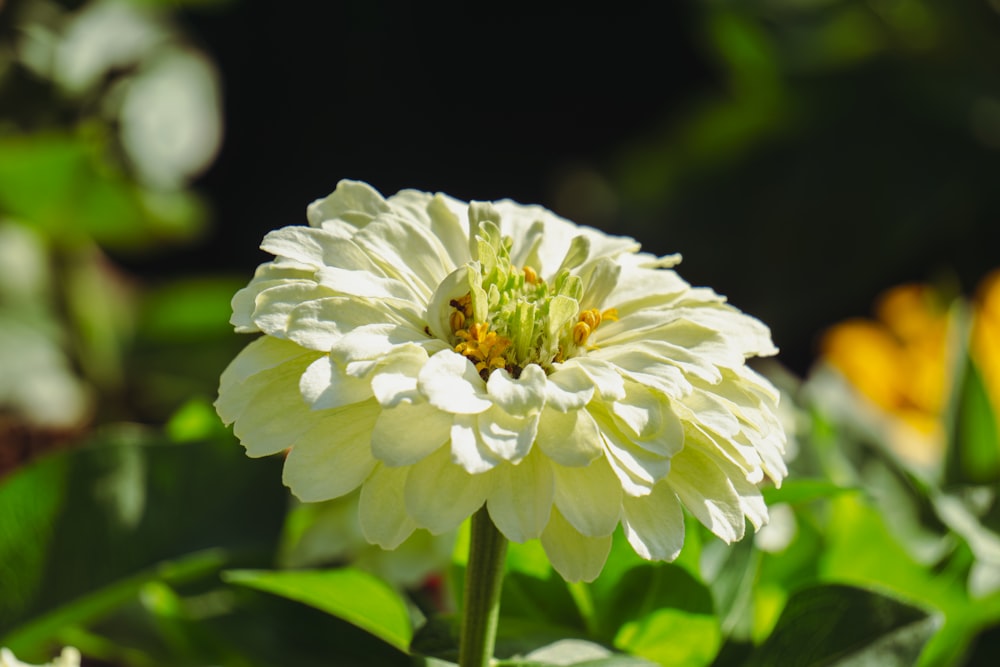 a close up of a white flower with green leaves